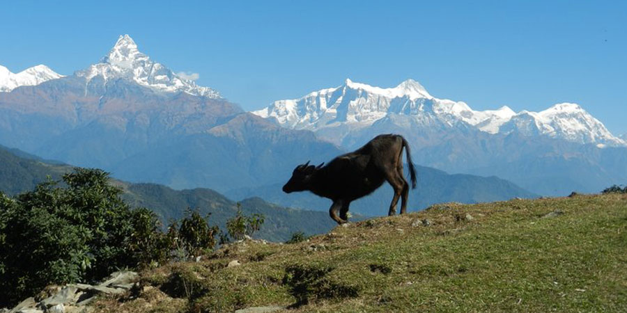 Annapurna Royal trekking 