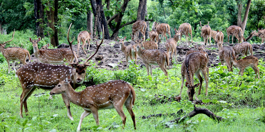 Bardia Jungle safari tour